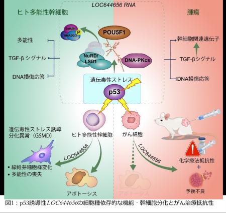 幹細胞の「自衛反応」に新発見 ～がん治療にもつなが