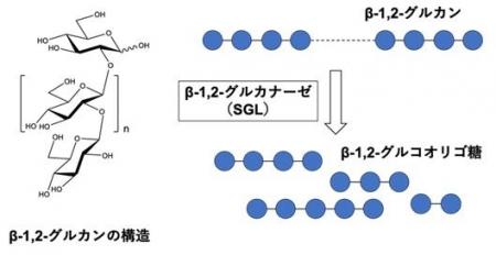 系統的に新規なβ-1,2-グルカナーゼ群の発見 ～酵素の