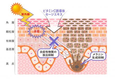 ＜国際学術誌「PLOS One」に掲載＞ビタミンC誘導体・