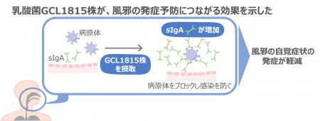 Glico独自開発の乳酸菌　Lactobacillus helveticus GC