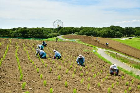 コキアの植え付けが始まりました（国営ひたち海浜公園