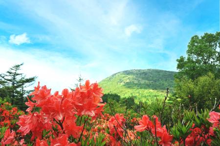【長野県東御市】初夏の高原を彩る60万株！絶景を楽し