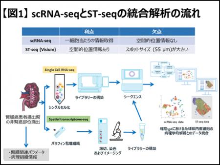 ヒトIgA腎症の発症・悪化に糸球体内皮細胞の炎症utf-8