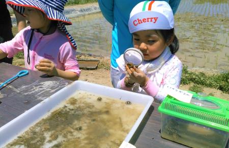 米づくりの“真髄”知ろう　佐久市で草取り体験と生き物