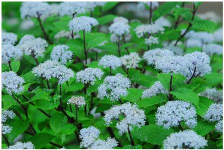 六甲高山植物園 梅雨を彩る優しい香り六甲山自生utf-8