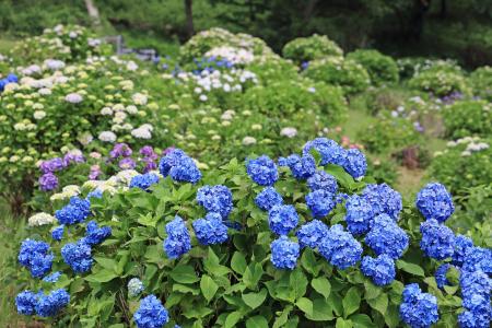 来週末にピーク！マザー牧場で2000株の「あじさい」が
