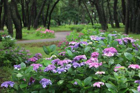 アジサイ見頃【国営海の中道海浜公園】