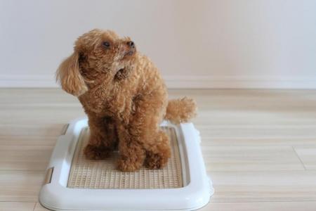 犬のしつけに悩む飼い主は8割以上！基本的なトレーニ