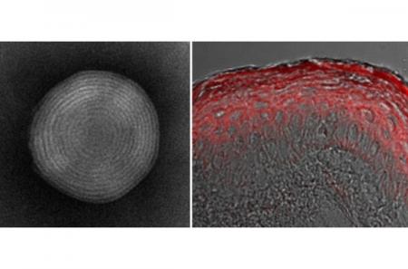 水溶性成分を肌深くまでムラなく浸透させる「高親水性