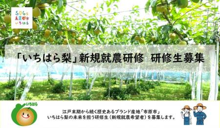 【千葉県市原市】全国から梨の研修生を募集