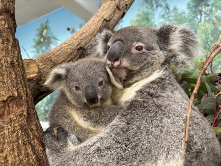 コアラ飼育数日本一を誇る鹿児島市平川動物公園飼育員