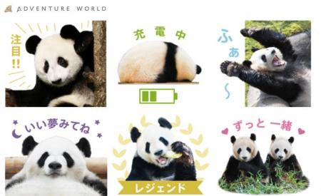 ありがとう！パンダファミリーこれからも、パンダたち