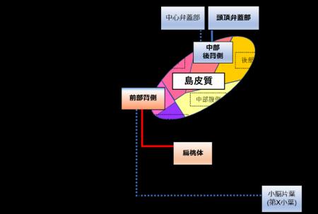 神経性やせ症患者の「島皮質」における脳機能異常を解