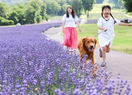 愛犬と過ごせる高原リゾート「たんばらラベンダーパー