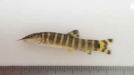 種類の多さ、日本一！？琵琶湖・淀川のドジョウを深堀