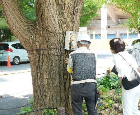 清家愛港区長が、神宮外苑のいちょうの発根状況の確認