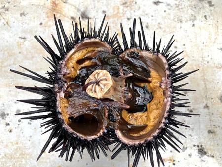 【磯焼け対策】海水でも「見えない泡」を科学的に確認