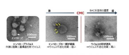 界面活性剤「塩化ベンザルコニウム」のウイルス不活化