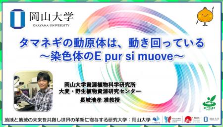 【岡山大学】タマネギの動原体は、動き回っている～染