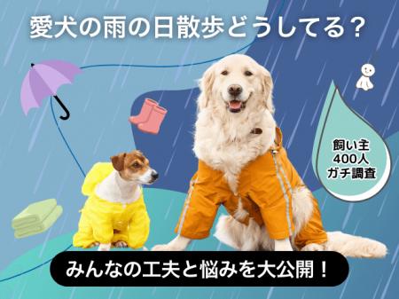 【飼い主400人に調査】梅雨の犬の散歩事情、“小雨だけ