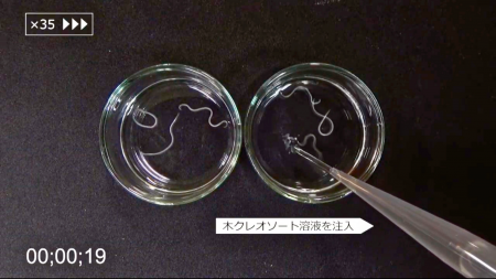 正露丸の主成分「木クレオソート」がアニサキスに与え