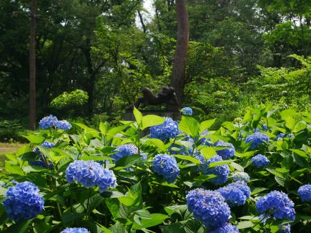 アジサイが見頃を迎えました（国営武蔵丘陵森林公園）
