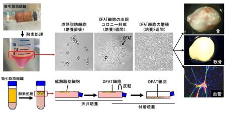 【日本大学】世界初！患者自身の脂肪細胞から作utf-8
