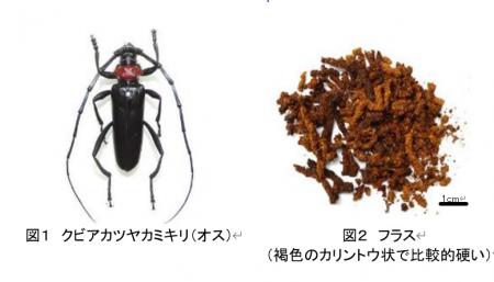 【埼玉県】「クビアカツヤカミキリ発見大調査2025」ス