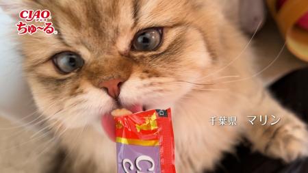 いなばペットフード　全国の猫ちゃんたちが登場！2025