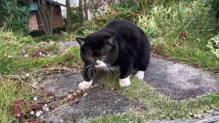 4年10ヶ月の一生を駆け抜けた「猫小人症」の猫　やさ