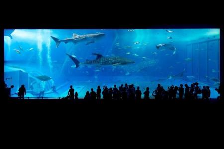 水の生物たちに癒される水族館について調べてみました