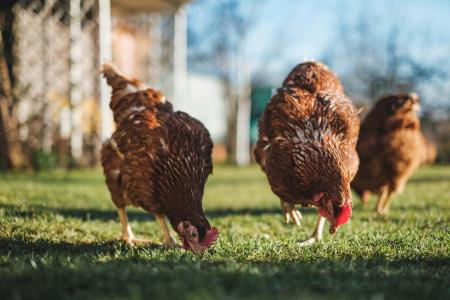 WAKU、宮崎大学と「グルタチオン飼料」の共同研究を開