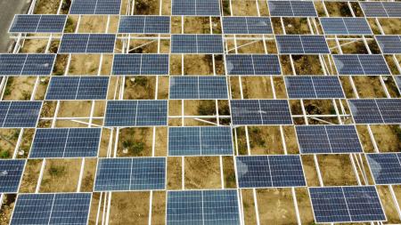 レモン畑×太陽光発電 浜松での大規模な営農型太陽光発