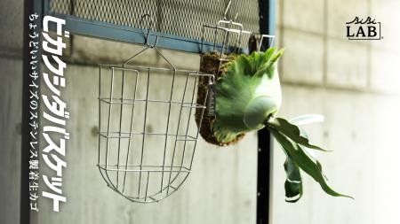 「ビカクシダ」って知ってる？初心者でも育てやすい＆