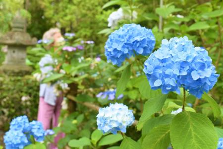 「あじさい寺」祥雲山賴光寺のアジサイ これから見ご