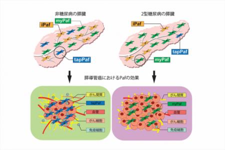 弘前大学の水上浩哉教授らの研究グループが新規utf-8