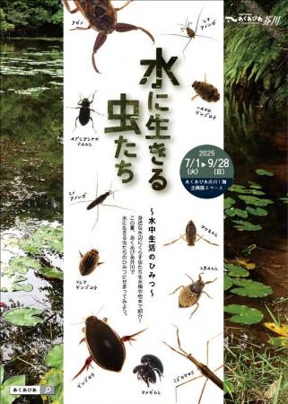 水中で生活する虫たちの呼吸方法や暮らし方をじっくり
