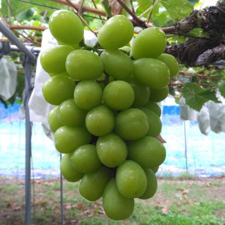 山梨・富士川町発“FUJIKAWA GRAPE”と、干し芋でutf-8