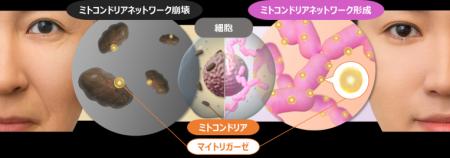 ミトコンドリア研究で新事実