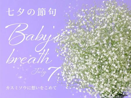 七夕の7月7日（月）はカスミソウの日！福島・奥会津の