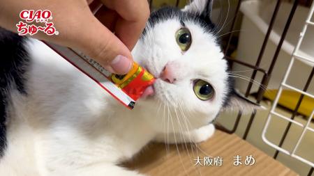いなばペットフード　2025年春の「CIAOちゅ～る」新CM