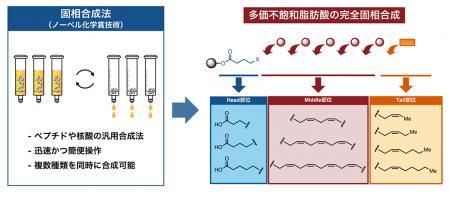 オメガ3脂肪酸などの迅速精密合成法の開発と 新しい抗