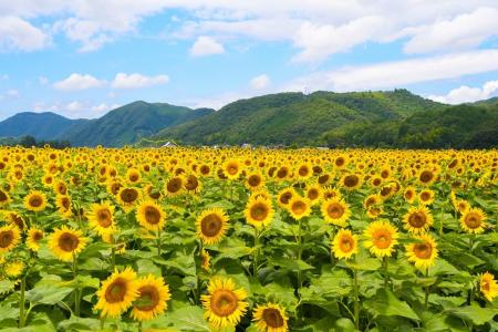 関西最大級74万本のひまわりが咲き誇る夏の絶景へ！「