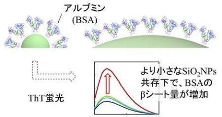 小さいナノ粒子ほどタンパク質二次構造に顕著な影響を