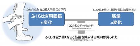 ふくらはぎが細くなったら筋量減少のサイン　世utf-8