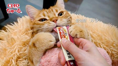 いなばペットフード　「CIAOちゅ～る」2025年春の新CM
