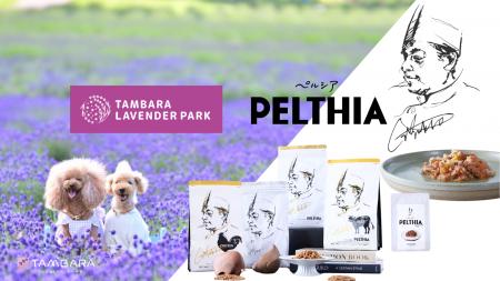 PELTHIA×たんばらラベンダーパーク！プレミアムペット