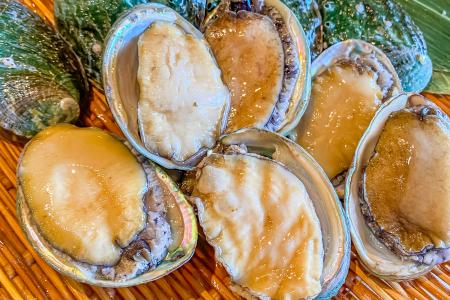 鮮度抜群の活鮑をプレゼント！！湘南・茅ヶ崎のutf-8