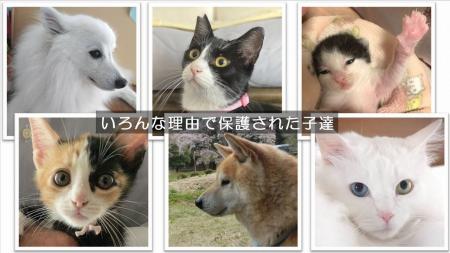 人も動物も幸せに♪静岡県中部で、犬猫の保護活動に取