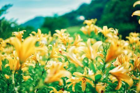 黄色、ピンクに一面が彩る初夏の花畑「ユリ園」が見ご